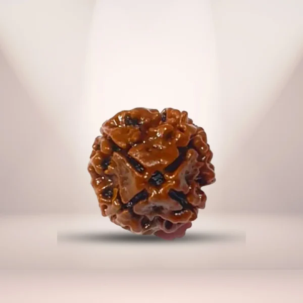 4 Mukhi Rudraksha