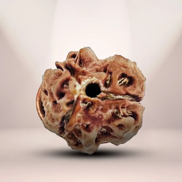 3 Mukhi Rudraksha (Nepali)